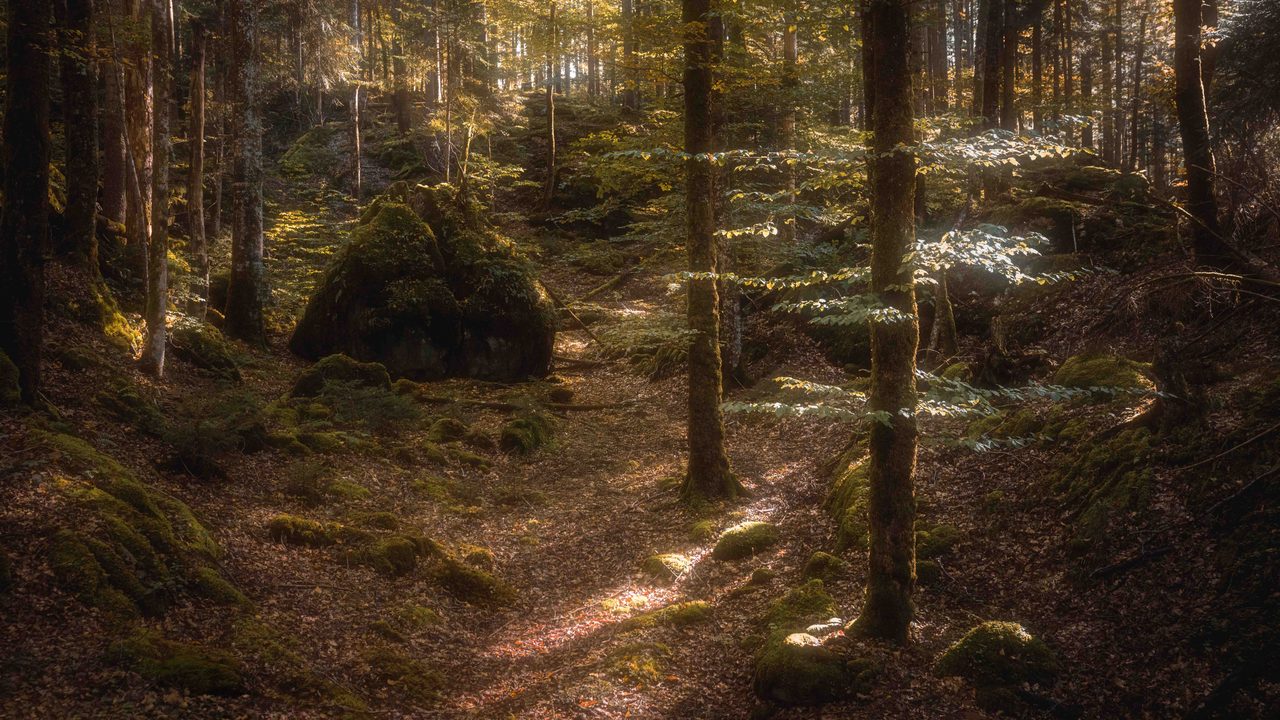 A forest floor of rock and moss with one lit branch.
