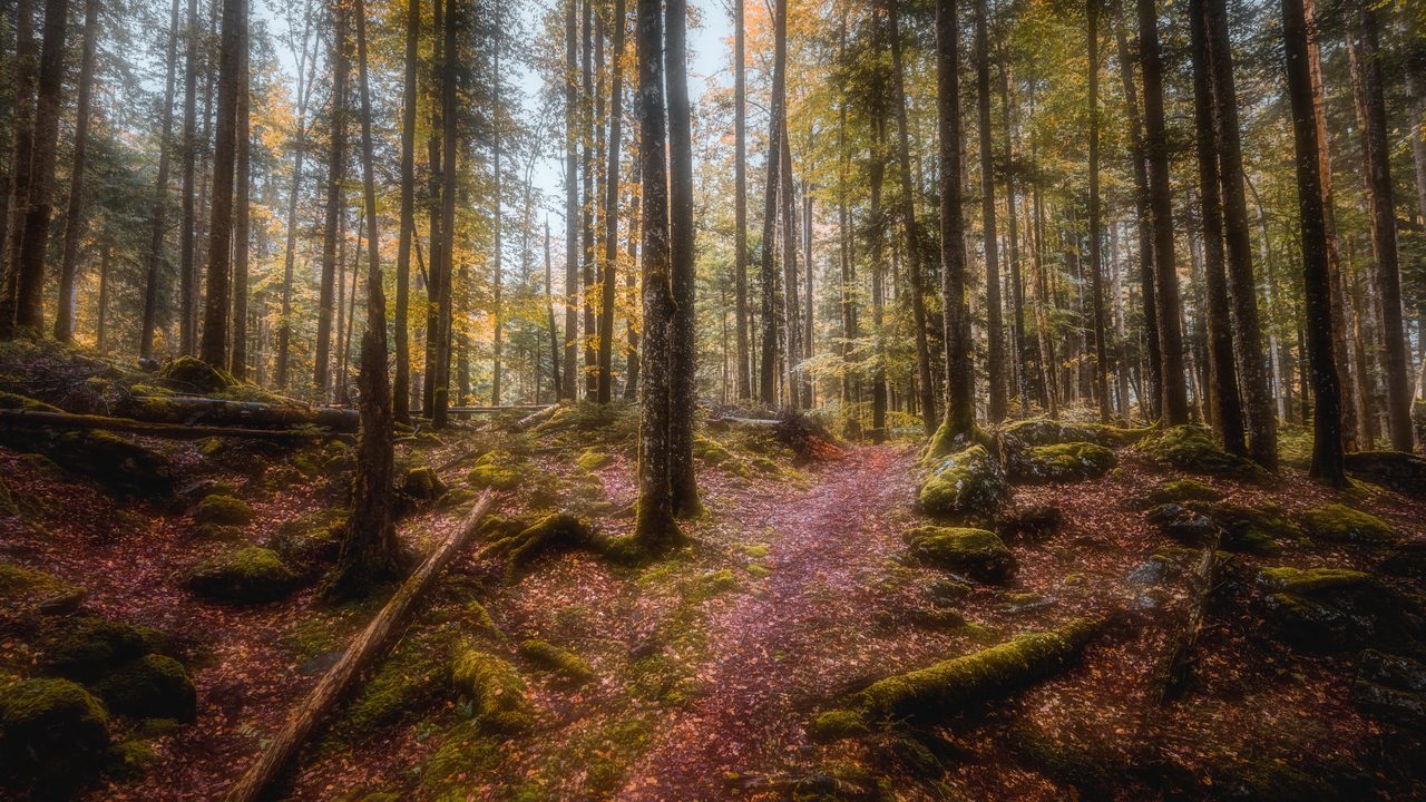 A pine wood standing over a path of pink leaf litter.
