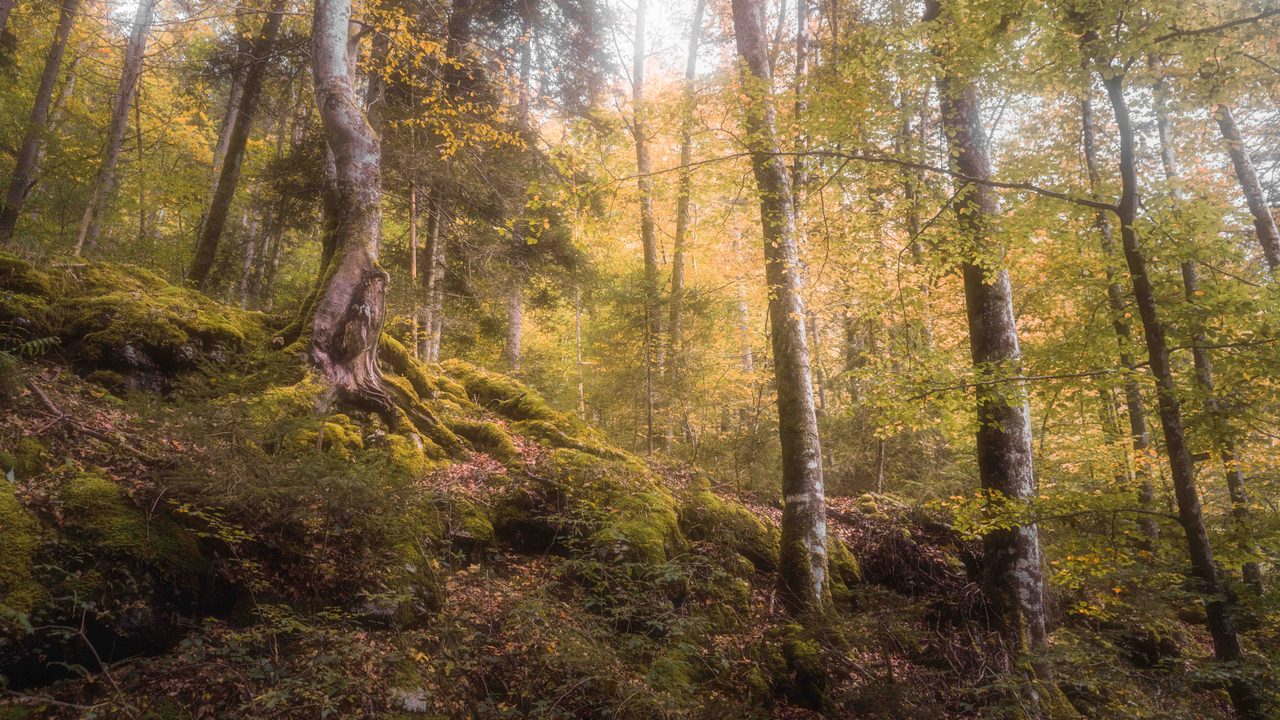 A bent trunk on a mossed slope in autumn.