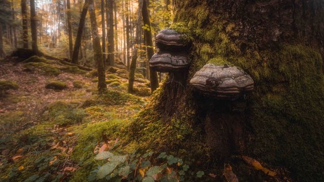 Bracket fungi growing on a mossed trunk.