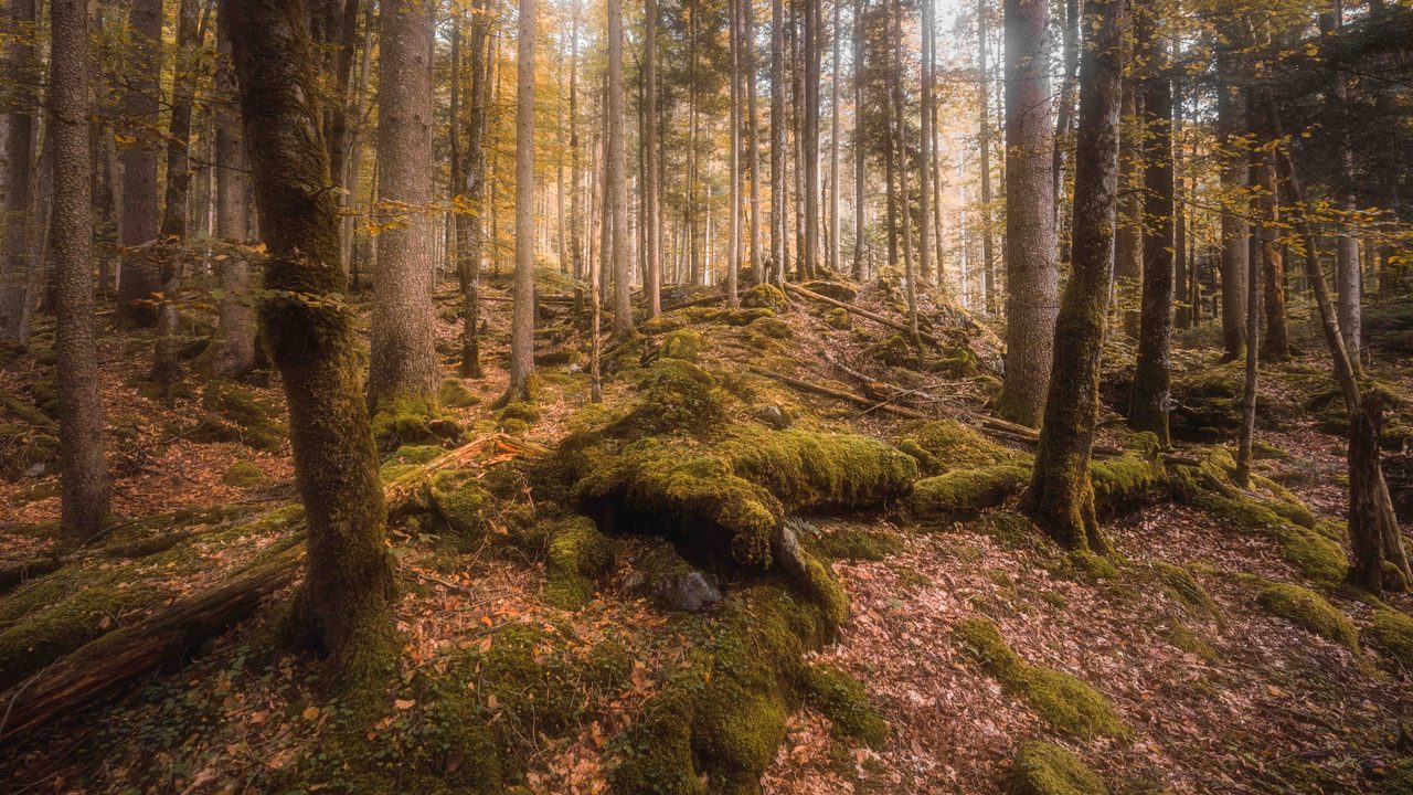 Mossed hummocks in a spruce wood.