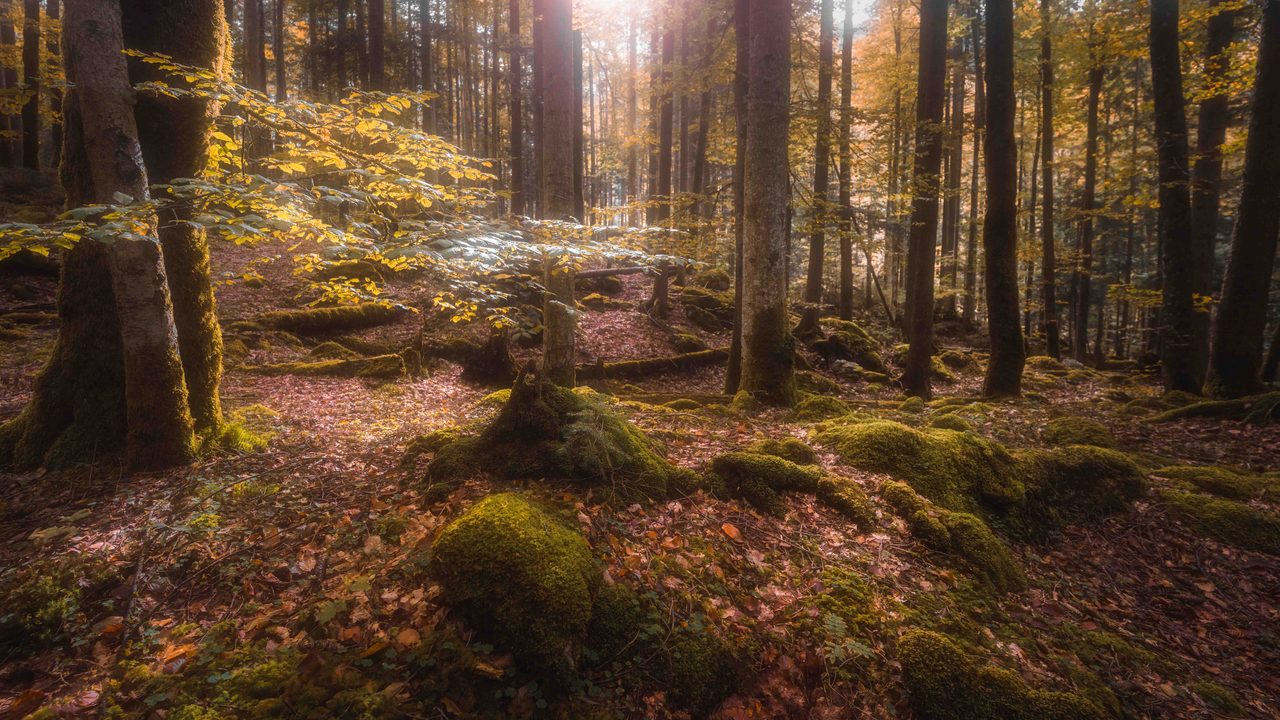 A backlit branch over a mossed forest floor.