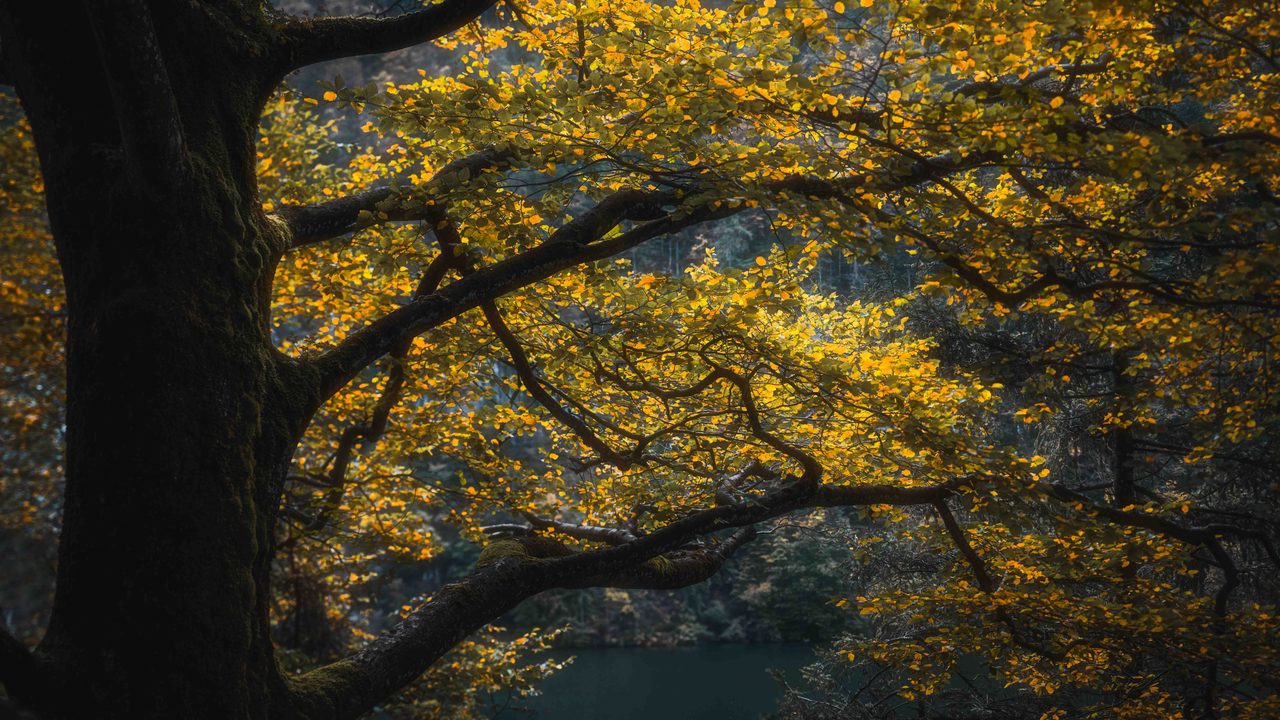 A yellow beech canopy leaning over dark water.
