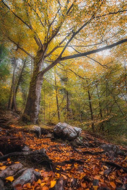 One beech over rocks and orange leaf fall.