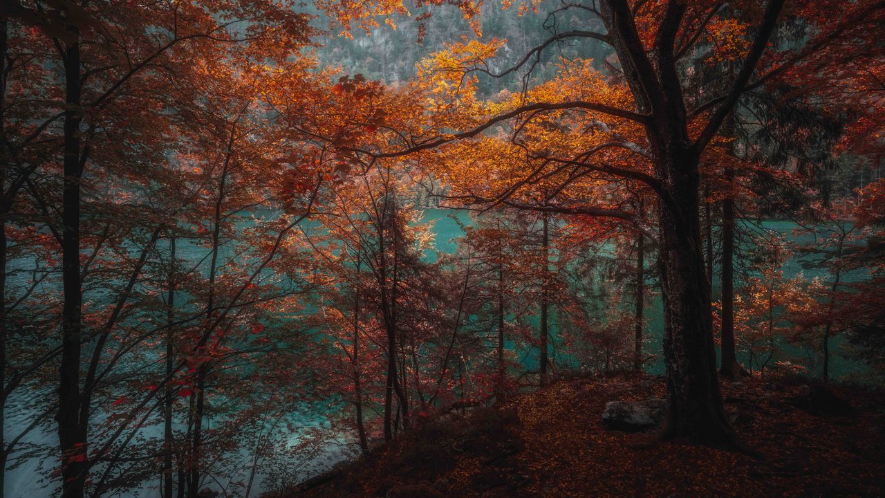 Orange beech leaf hanging over a green lake.