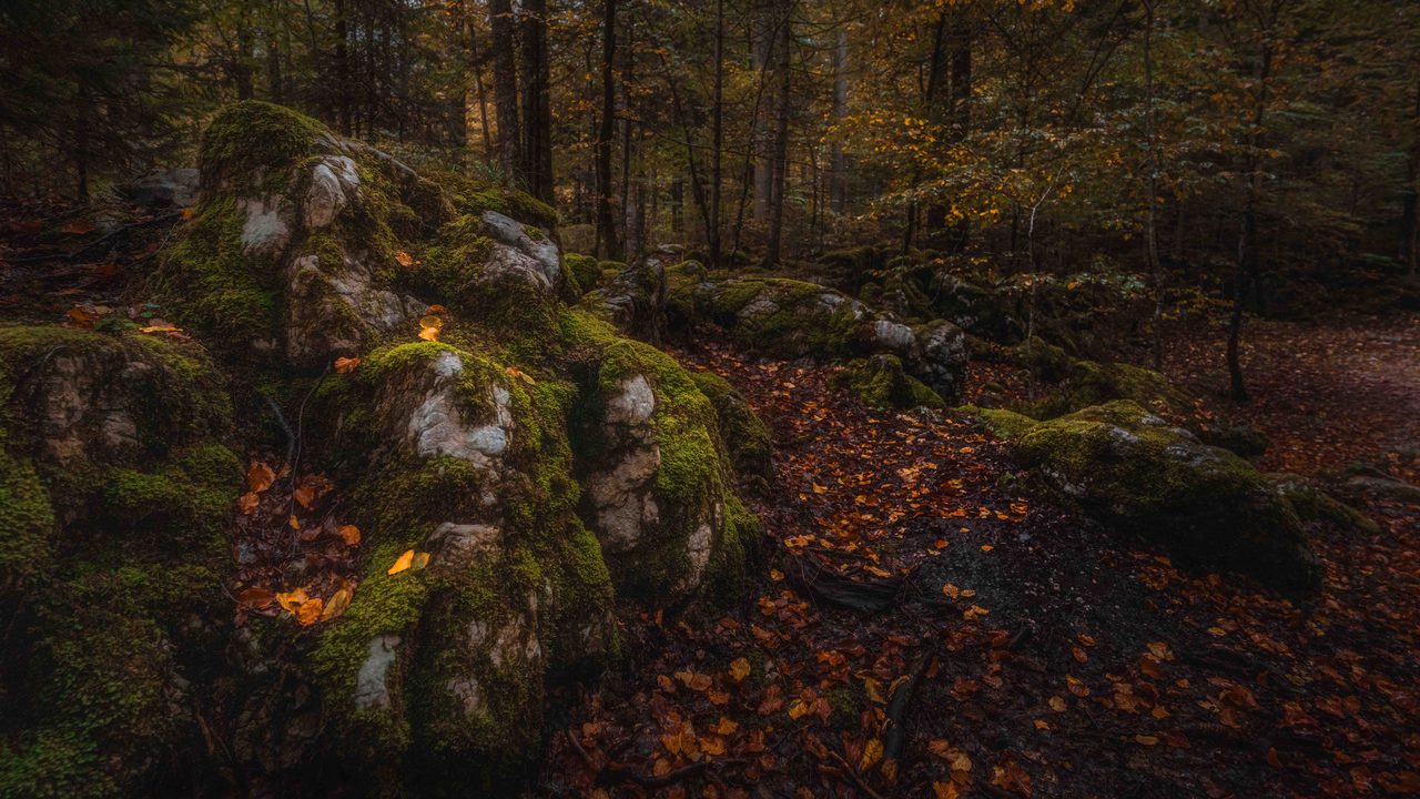 Mossed boulders on a dark forest floor.
