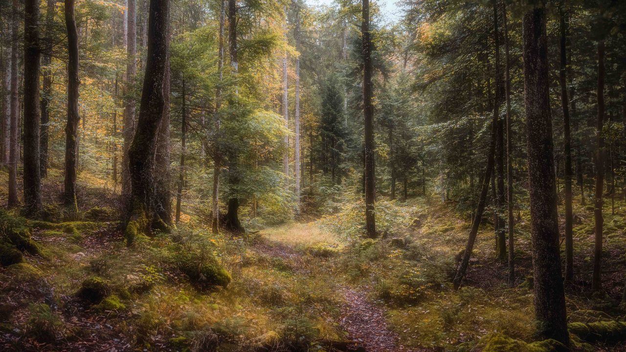 A mixed wood in soft light with a young beech at the centre.