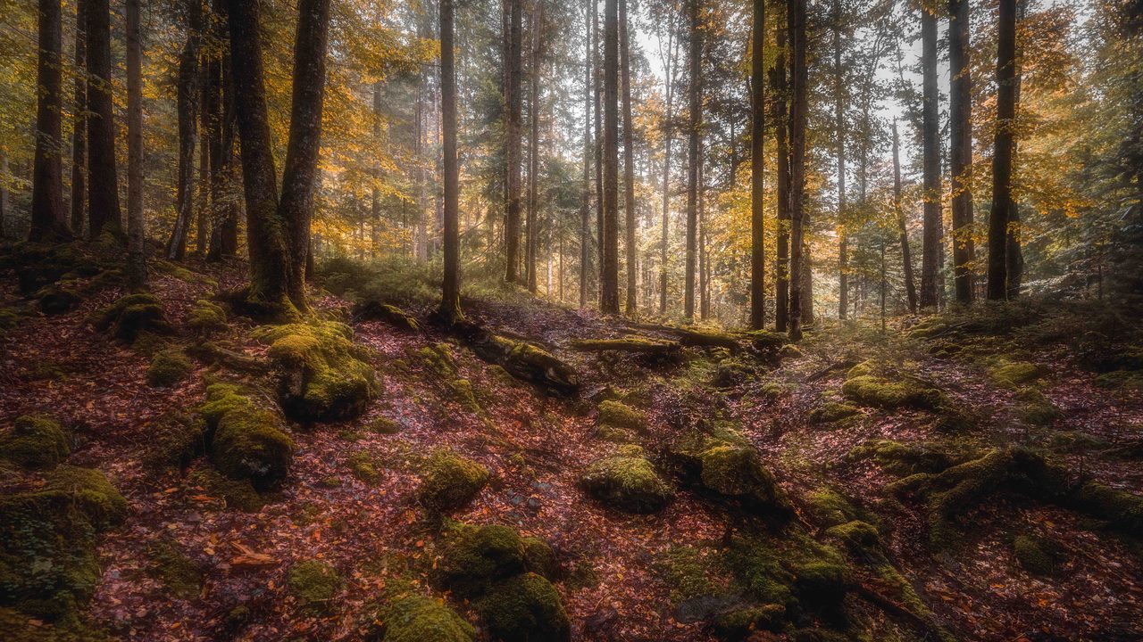 A slope of leaf litter and mossed stone under tall trunks.