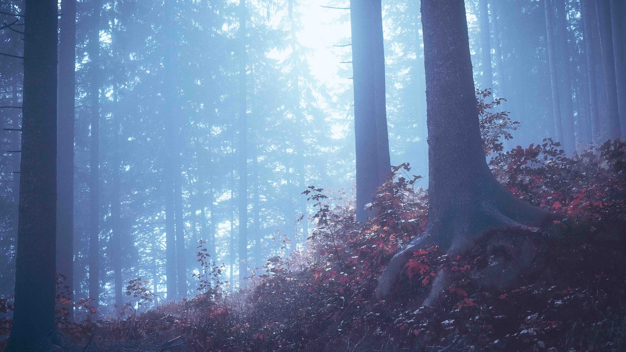Blue mist through spruce with red leaf underneath.