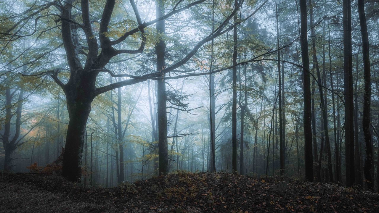A bare beech standing in fog.
