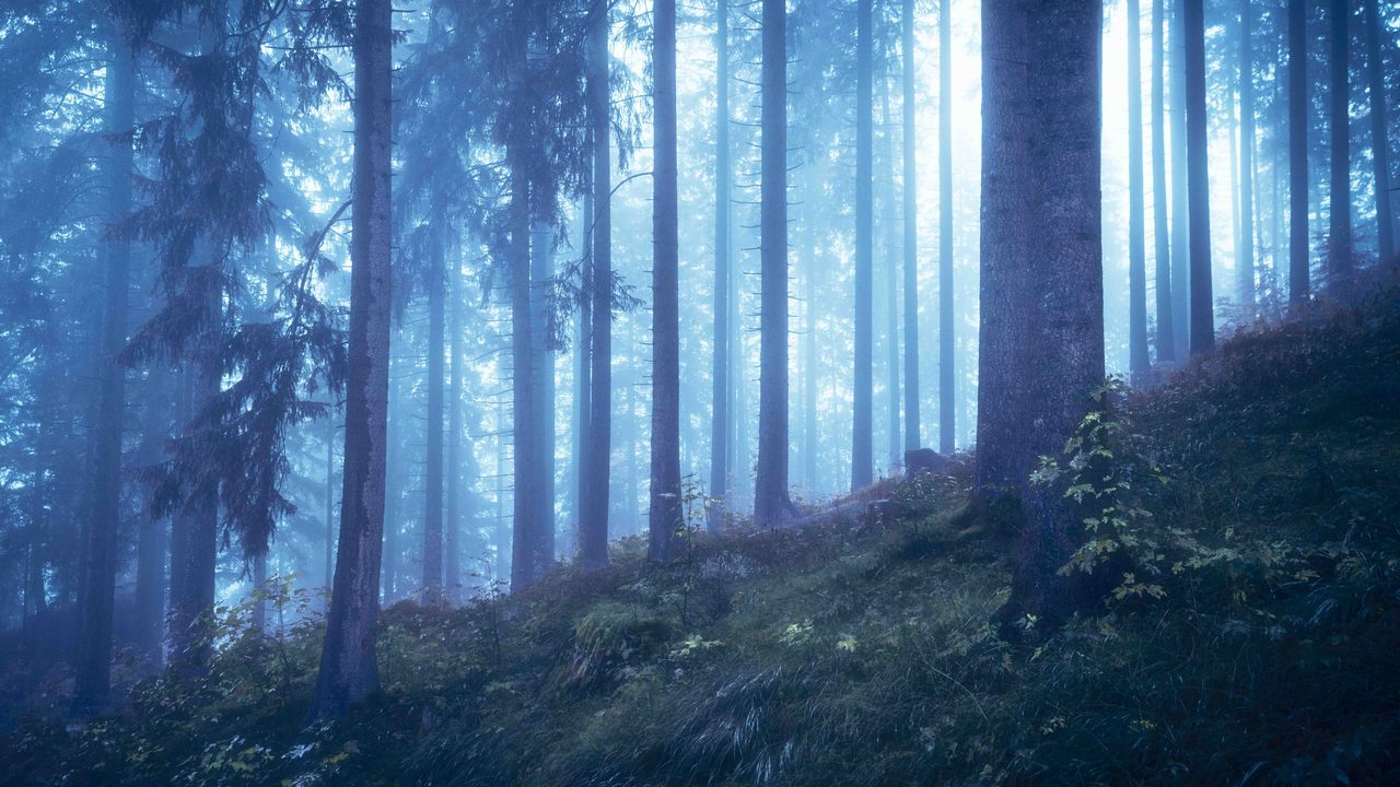 Blue mist through a spruce wood on a slope.
