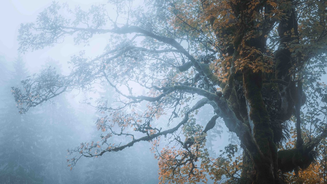 A mossed tree in heavy fog.
