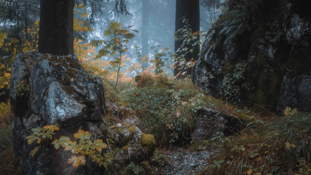 Mossed rock and grass under trees in fog.