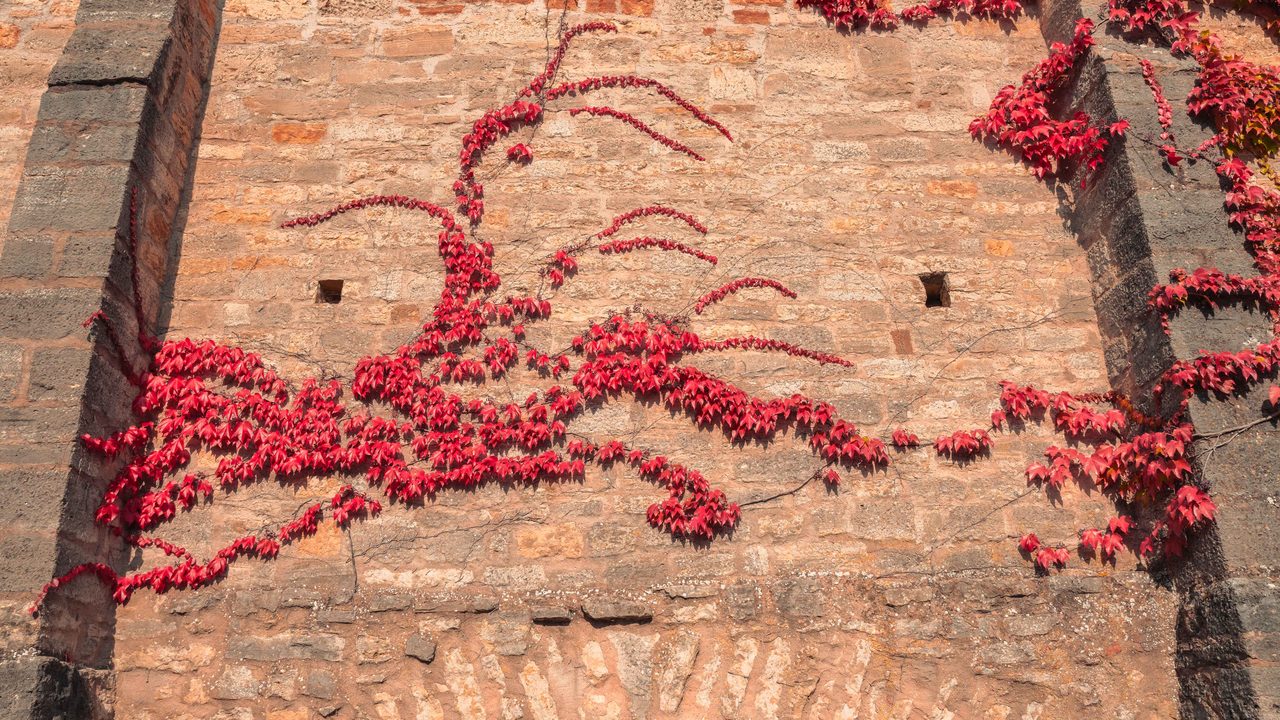Red creeper across a stone wall.