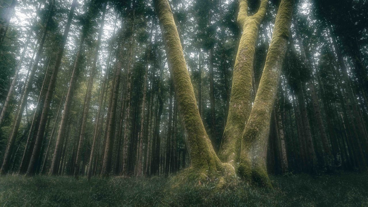 Mossed trunks leaning in a spruce plantation.