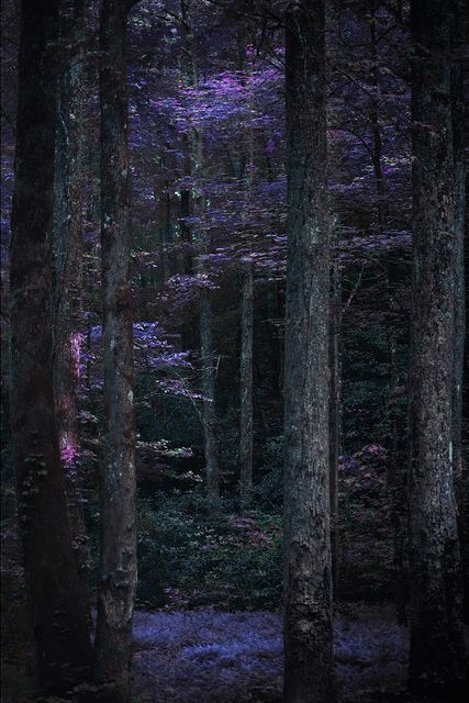 Straight dark trunks over a violet forest floor.