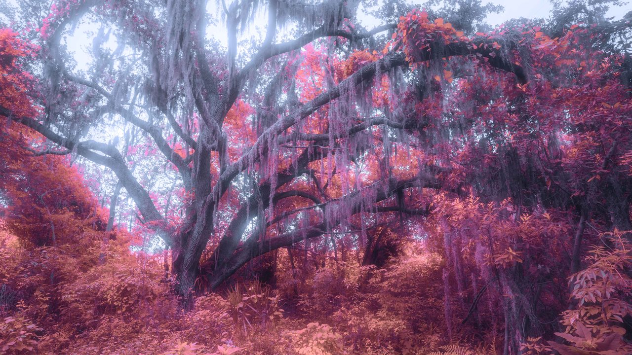 A low oak hung with moss spreading over red and pink brush.