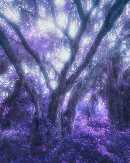 Heavy oak limbs crossing above palmetto fans in blue and violet.