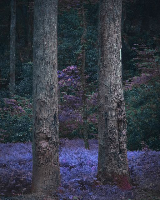 Three straight trunks in a green wood over a violet floor.