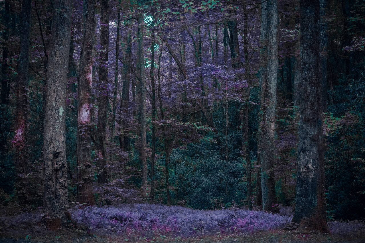A stand of thin trunks in dim light over a violet leaf floor.