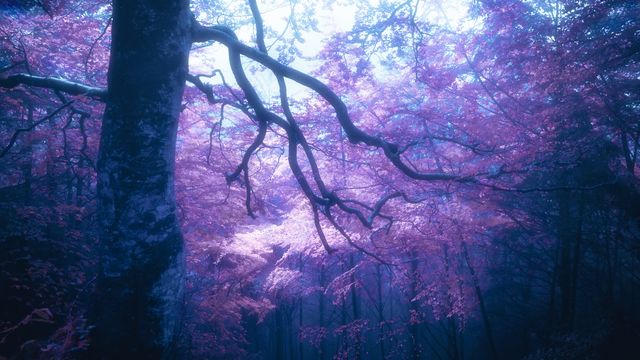 A canopy in violet and magenta over dark trunks.