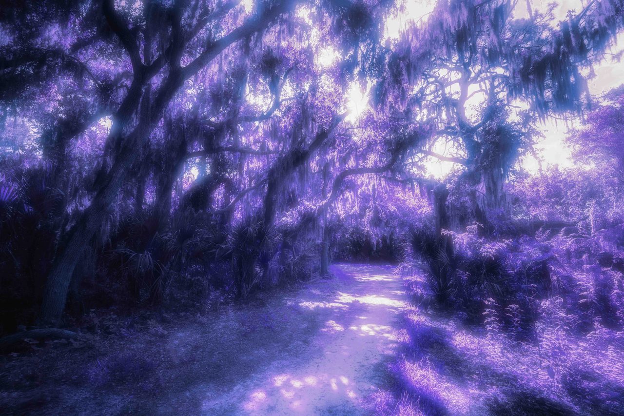 A moss draped oak corridor over a pale path, the whole frame violet.