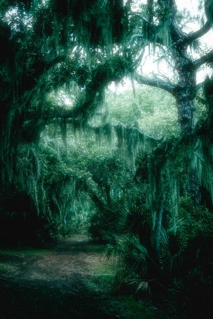 A moss hung oak arching over a narrow path into green light.
