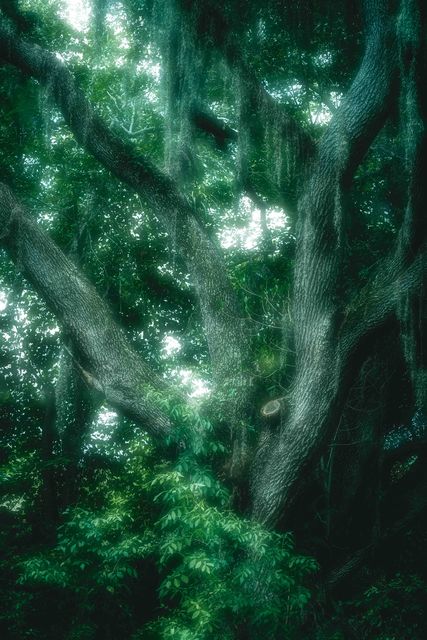 A heavy trunk splitting into limbs above bright green undergrowth.