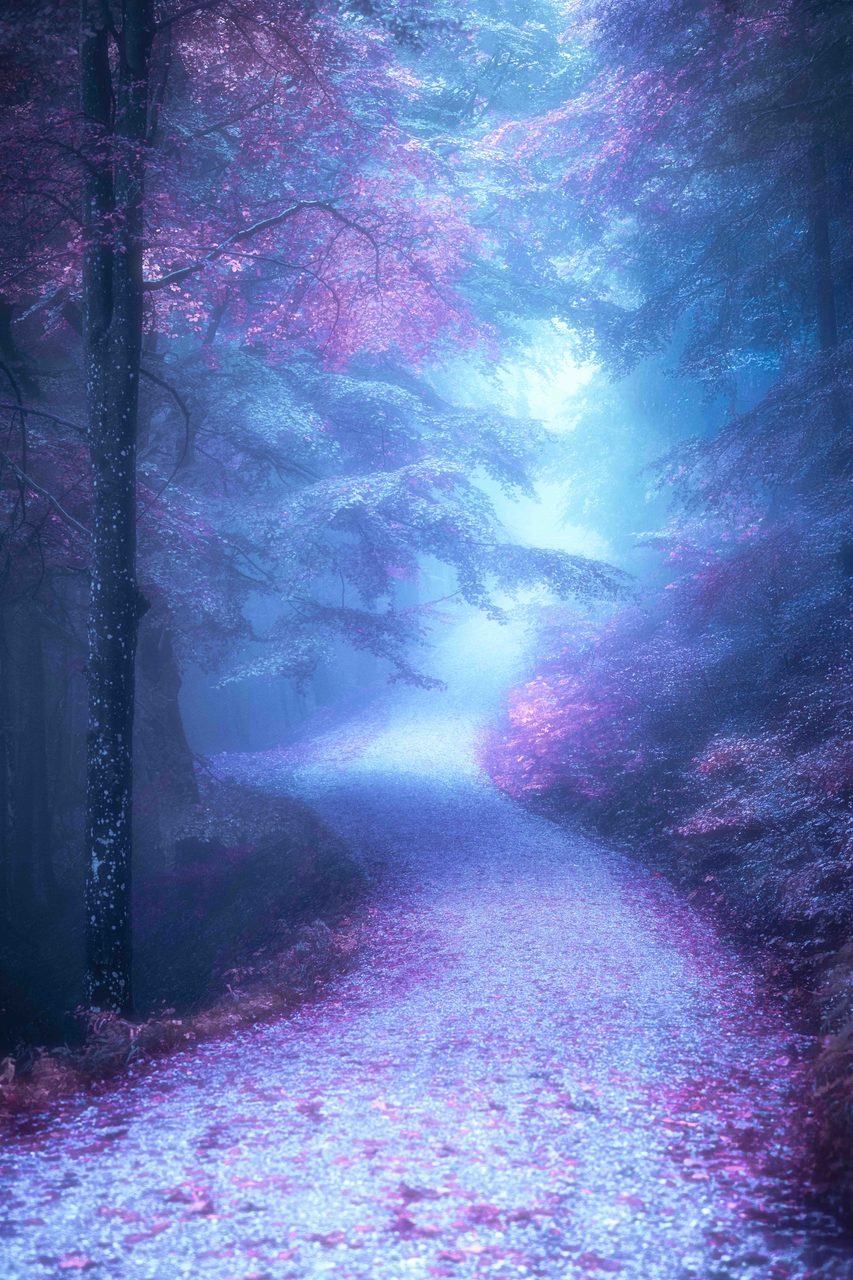 A misted path through a wood, in violet and blue.