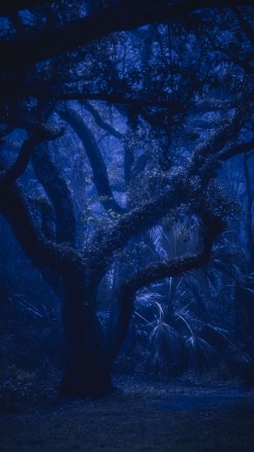 A wide low oak spreading over open ground in deep blue.