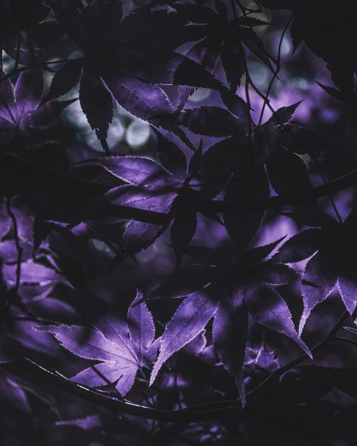 Maple leaves silhouetted against violet backlight.