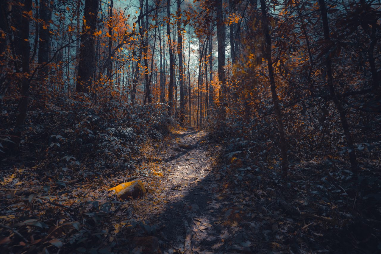 Dark forest floor scattered with orange leaves.
