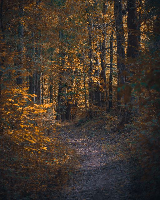 Yellow maples over a leaf strewn trail.