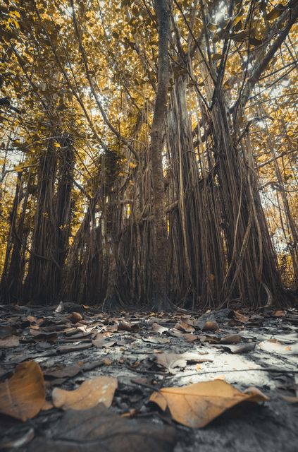 Banyan roots hanging in a curtain of light.