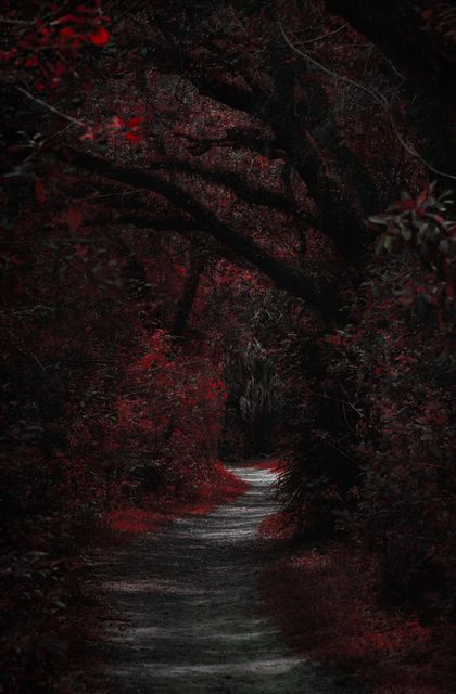 A path tunneled through deep red forest.
