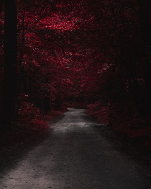 A grey road into a wine dark wood.