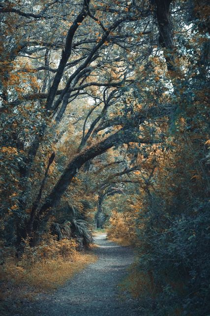 A blue toned oak tunnel over a path.