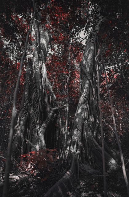 A pale strangler fig against red leaves.