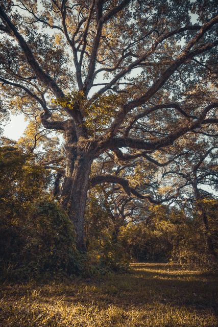 A great oak crowned in gold above the field.