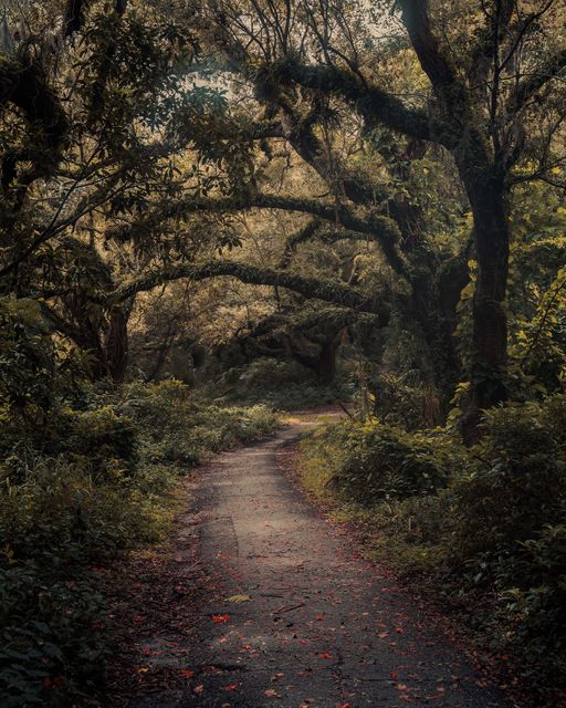 A gravel path bending under a spreading moss hung oak.