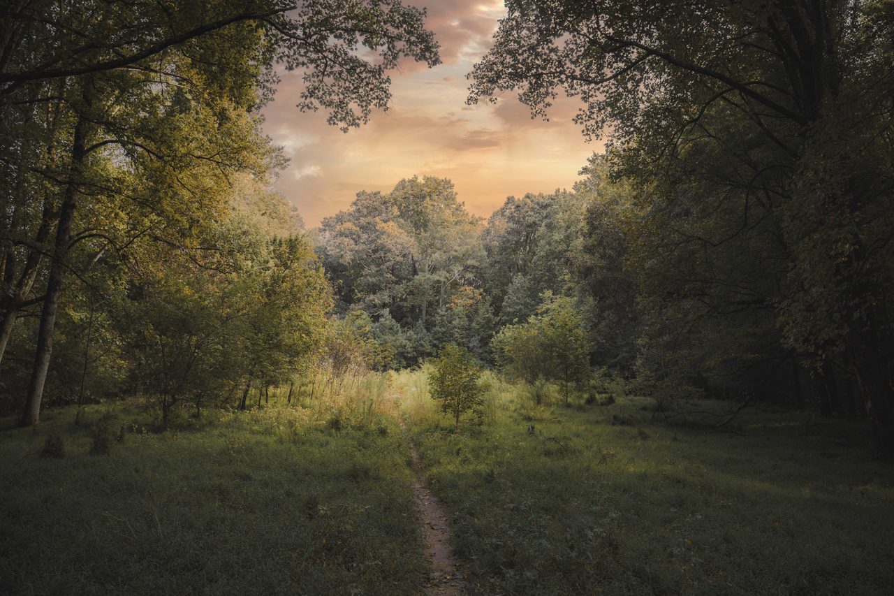 A faint track through a grass clearing to a treeline under a peach sky.