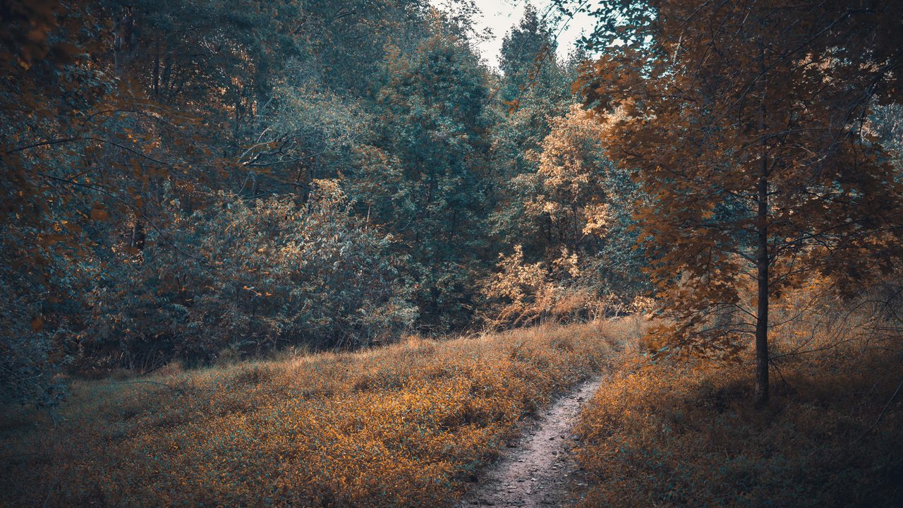 A footpath along a golden meadow edge with a blue toned wood behind it.