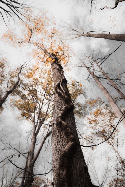 Looking up a bare trunk into thin orange leaves against a white sky.