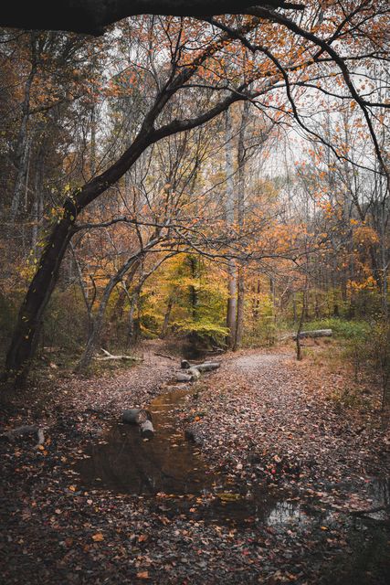 A leaf covered creek bed running under bare limbs into yellow wood.