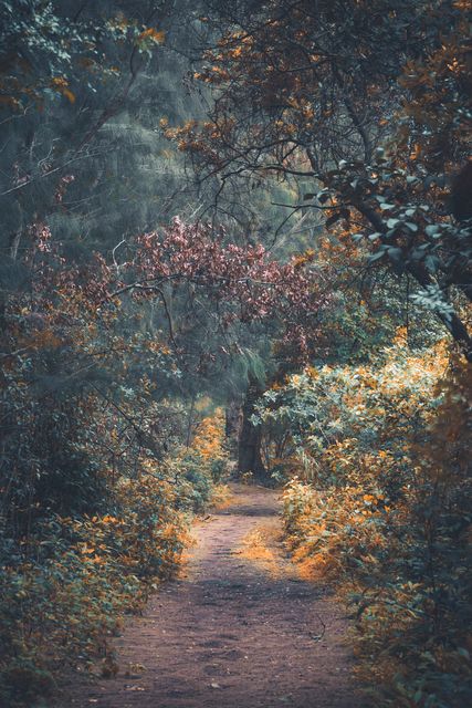 A path winding under red and gold brush.
