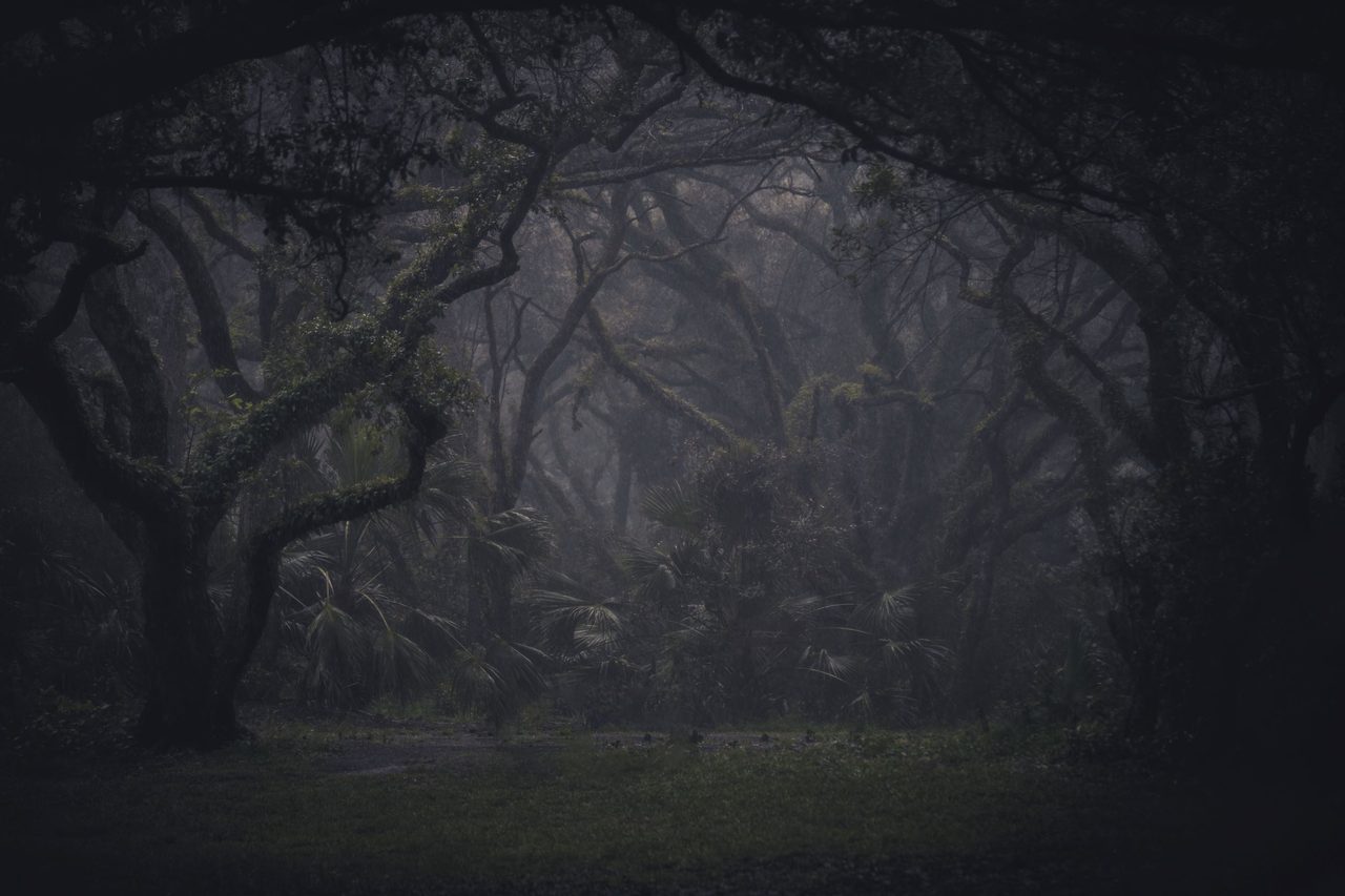 A dark misted grove of twisted oaks.