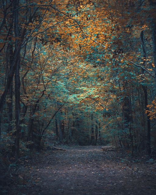 A teal and orange canopy over a dark path.