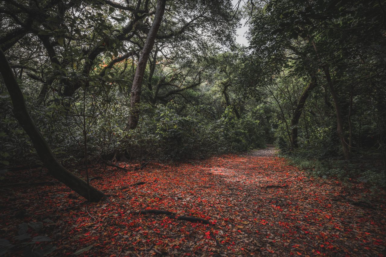 A red carpeted path under bending oaks.