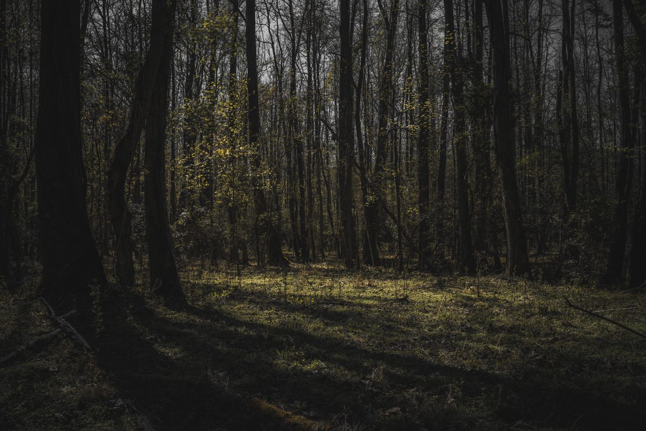 Bare trunks and long shadows at dusk.