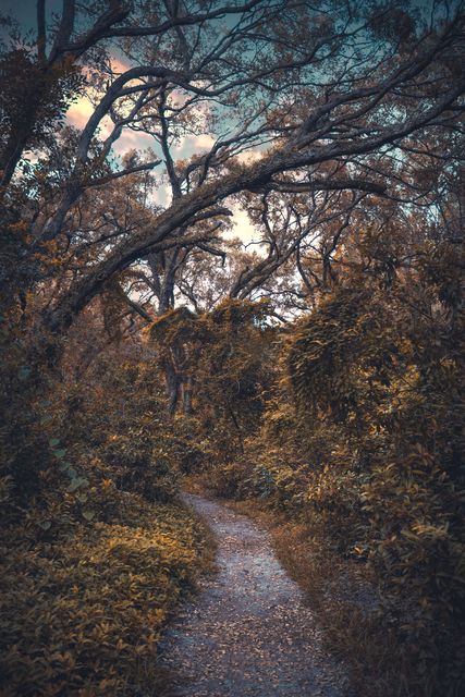 An autumn hollow opening to the sky.